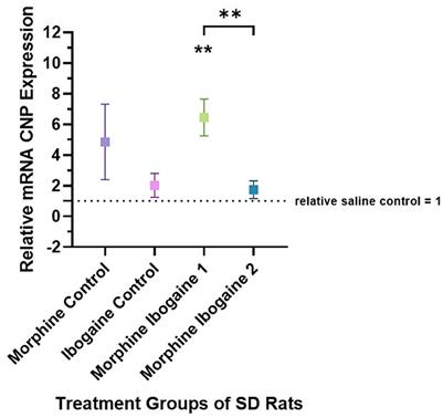 Ibogaine administration following repeated morphine administration upregulates myelination markers 2′, 3′-cyclic nucleotide 3′-phosphodiesterase (CNP) and myelin basic protein (MBP) mRNA and protein expression in the internal capsule of Sprague Dawley rats